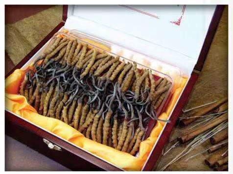 盐湖冬虫夏草回收